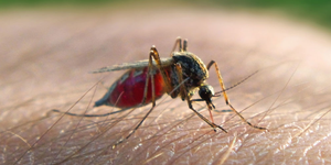 Gulf Coast Labeled "Ground Zero" For Zika Outbreak