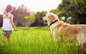 Are Mosquito Bites A Danger To Your Dog’s Health?